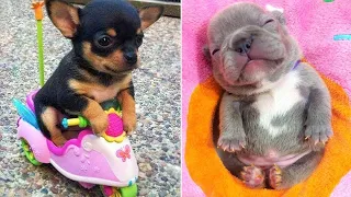 Baby Dogs 🔴 Cute and Funny Dog Videos Compilation #26 | 30 Minutes of Funny Puppy Videos 2021