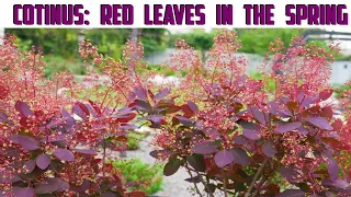 Cotinus - Smoke Tree Care - Red Leaves Bush In Spring