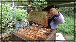 20230427採收封蓋蜜全記錄｜Full record of harvesting capped honey