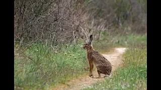 (18+) Охота на зайца (бит красиво, с первого)