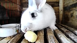 Can rabbits give potatoes / Rabbit