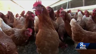Dangerous PA: Virus threatens poultry industry, public health