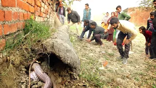 24 साल पुराना कोबरा सांप, जब इस अंडरग्राउंड से निकला देखिए  कैसे क्या हुआ। 🤔 Venomous Snake Rescue