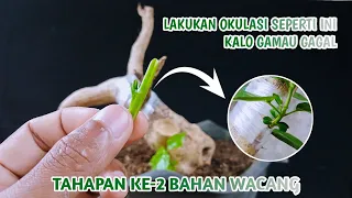 Cara Okulasi / Sambung Sisip Pada Bonsai Wahong || Harus coba cara seperti ini !! Hasilnya Maksimal