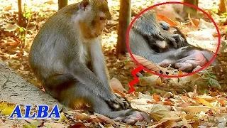 URGENT RESCUE BABY ALBA FROM STUPID MOM ANNA | POOR BABY ALBA WAS TORTURED BY MOM ANNA