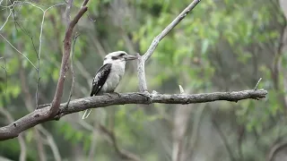 Laughing kookaburra at Royal National Park