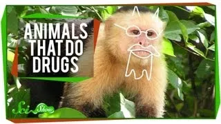 Animals That Do Drugs