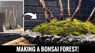 Making a Japanese Maple Bonsai Forest - Acer Palmatum