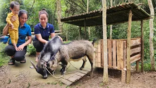 Ly Thi Ca Donated Goat Breeds - Build Wooden Houses & Bamboo Roof For Goat - Lý Phúc An