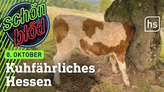 Kuhfährliches Hessen |schönblöd