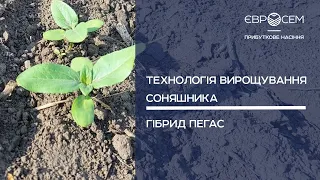 Технологія вирощування соняшника Пегас