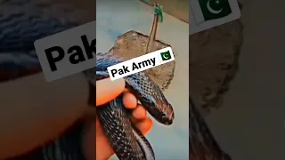 pak army tik tok video || ISI status || pak fauj zindabaaad || army status 2023 || #pakarmy  #shorts