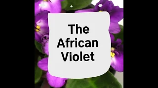 Plant Profiles: African Violet