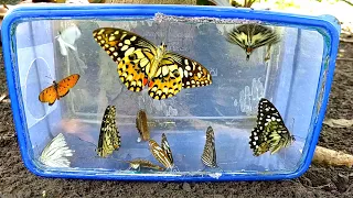 Catch tiger butterflies, see the process of butterfly hunting in the countryside