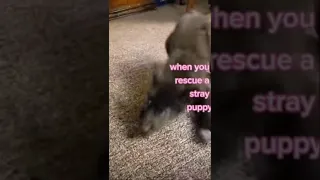 When you rescue a stray puppy