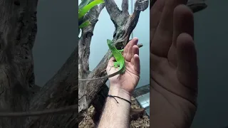 How I breed my giant Jamaican anoles! #HerpTime #terrarium #reptile #lizard #asmr #shorts