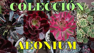 TOUR POR MI COLECCIÓN DE AEONIUMS #suculentas #aeonium #echeveria