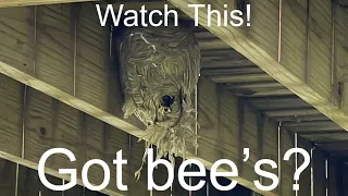 Killing Wasp Nest. [Best way to kill a bee’s nest]