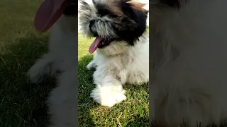 👿Baby 😱Shih Tzu🐶Barking 🐾||Angry #shorts #viral #youtubeshorts #shihtzu #baby #barking #angry