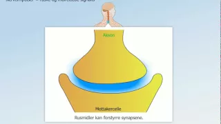 Hormonsystem og nervesystem