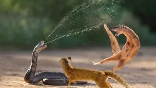 Amazing 🐍 snake python😱 king cobra big Battle in the Desert Mongoose | AMAZING ATTACK OF ANIMAL 😱