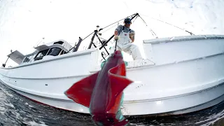 Incredible I Caught So Many Giant Squid in Ocean - How to Cut Giant Squid And freeze Squid At Sea