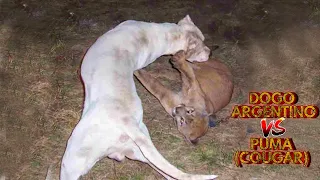 Dogo Argentino VS Mountain Lion Puma Cougar