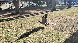 Canadian Goose Takes Off in Slow Motion