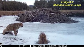 Camera Trapping Winter Bobcats in Massachusetts