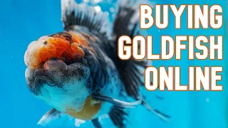Fancy Goldfish Ordered Online #2 | Unboxing & Goldfish Island Review
