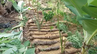 Manejo de Canteiro de Agrofloresta Sintópica para Plantio de Hortaliças