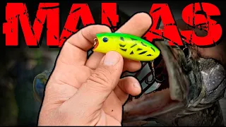 🔴 CATCHING inactive PIKE on MALAS 🔥🔥🔥