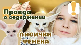 20 вещей которые стоит узнать о ФЕНЕКАХ, если захочется завести.