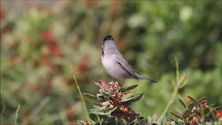 Rüppell's warbler - סבכי שחור גרון