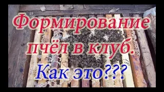 РАСПОЛОЖЕНИЕ КЛУБА ПЧЁЛ ПЕРЕД ЗИМОВКОЙ у пчёл, а также не стандартные ситуации. Beekeeping.🔥