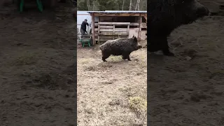 Весенние пробежки кабана, пока у него убираются в загоне.