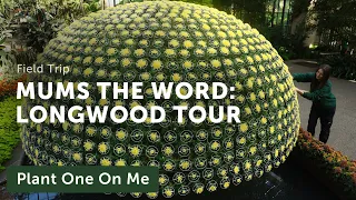 Longwood's CHRYSANTHEMUM Exhibit + 1,000-BLOOM Mum — Ep. 349