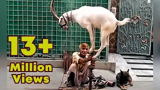 Bander bakra aur madari of punjab | Funny Monkey Dance | Bander And Goat And Dog | Funny videos