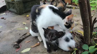 Mom kitten talking and takes care of cute Meowing Kittens