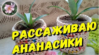 Как рассадить кустики ананаса в разные ëмкости. Шубка-кашпо своими руками.