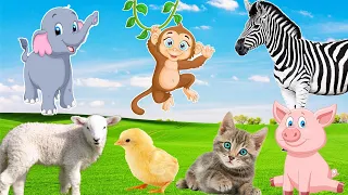 The lives of familiar animals: Cat, Monkey, Pig, Сhicken, Zebra, Sheep, Elephant.....