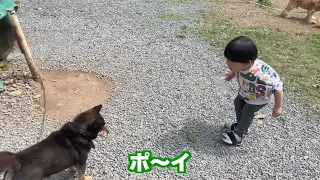 犬に無視される椎茸が可愛すぎた💕【しょうやん男三兄弟切り抜き】