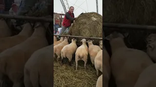 Feeding Wrapped Hay to Sheep at Ewetopia Farms