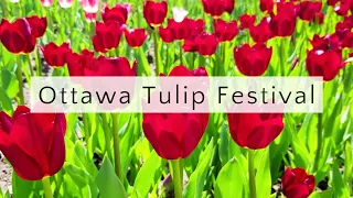 OTTAWA TULIP FESTIVAL 2021 | CANADA | HISTORY