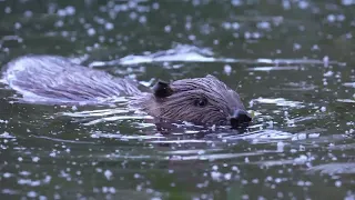 Beaver - Latest Dusk to Dawn and an exotic visitor.