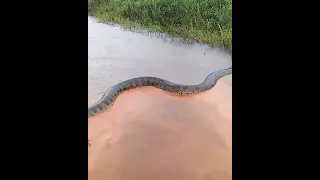 Самая большая Змея 🐍 в амазонки