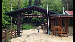 Кавказский заповедник, кордон Гузерипль.