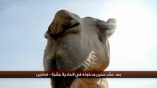 الإبل فى المملكة العربية السعودية