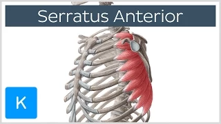 Serratus Anterior Muscle: Function, Origins - Human Anatomy | Kenhub