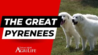 Great Pyrenees Breed